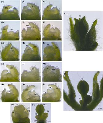 Identification of Genetic Factors Controlling the Formation of Multiple Flowers Per Node in Pepper (Capsicum spp.)